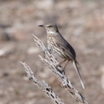 Sage Thrasher