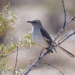 Northern Mockingbird