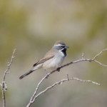 Black-throated Sparrow