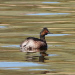 Eared Grebe