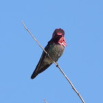 Anna's Hummingbird