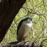 Black-crowned Night Heron