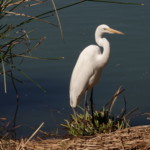 Snowy Egret