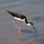 Black-necked Stilt
