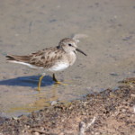 Least Sandpiper