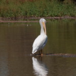 American White Pelican