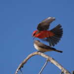 Vermillion Flycatchers