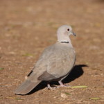 Eurasian Collared Dove