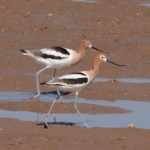 American Avocet