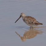 Long-billed Dowitcher