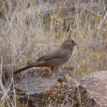 Canyon Towhee