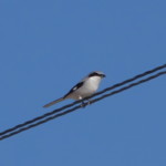 Loggerhead Shrike