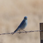 Mountain Bluebird