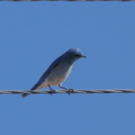 Mountain Bluebird