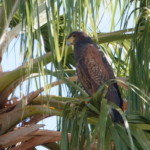 Harris's Hawk