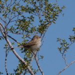 Bewer's Sparrow