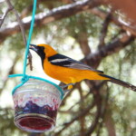 Hooded Oriole