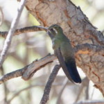 Blue-throated Mountain Gem