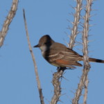 Ash-throated Flycatcher