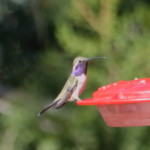 Lucifer Hummingbird