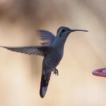 Blue-throated Mountain Gem
