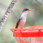 Violet-crowned Hummingbird