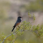 Say's Phoebe