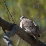 Inca Dove