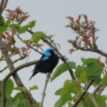 Scarlet-thighed Dacnis