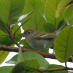Chestnut-sided Warbler