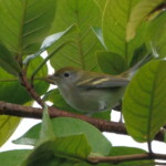 Chestnut-sided Warbler