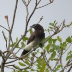 Brown Jay