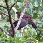 Crested Guans