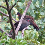 Crested Guans