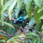 Scarlet-thighed Dacnis