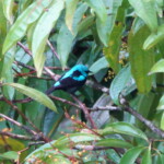 Scarlet-thighed Dacnis