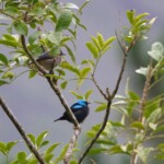 Scarlet-thighed Dacnis