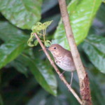 Swainson's Thrush