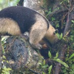 Anteater