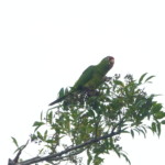 Red-lored Parrot