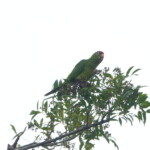 Red-lored Parrot
