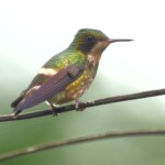 Black-crested Coquette female
