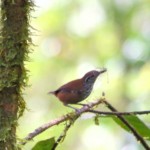 Stripe-breasted Wren