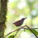 Stripe-breasted Wren