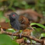 Dull-mantled Antbird