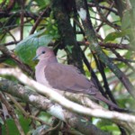 White-tipped Dove