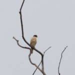 Laughing Falcon