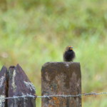 Yellow-faced Grassquit