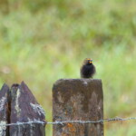 Yellow-faced Grassquit