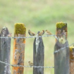 Yellow-faced Grassquit